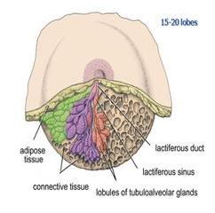 nipple with raynauds